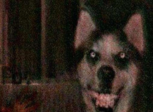 张翰微笑狗表情包